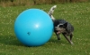 Der Cattle Dog treibt den Ball mit ganzem Körpereinsatz