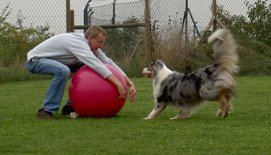 Mensch und Hund spielen Treibball
